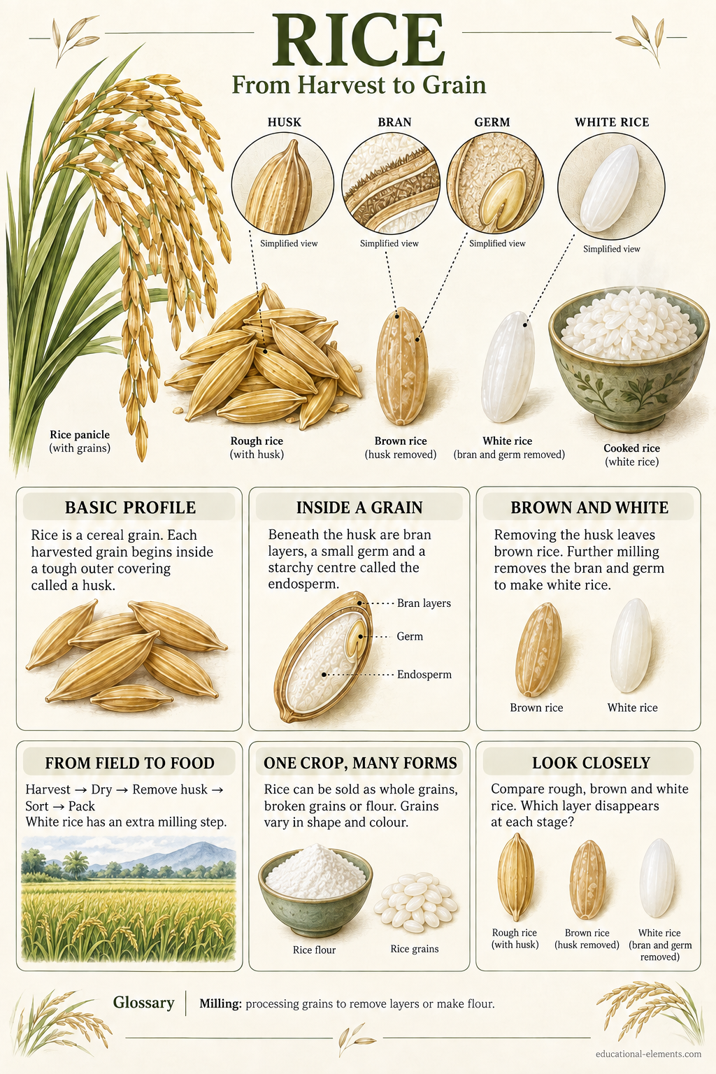 Rice